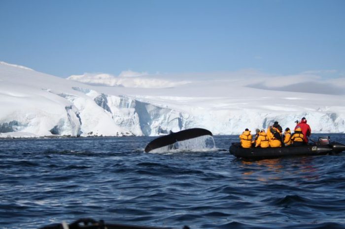 After a traumatic history of hunting, whales are now returning to the remote island of South Georgia, in the depths of the Atlantic. 