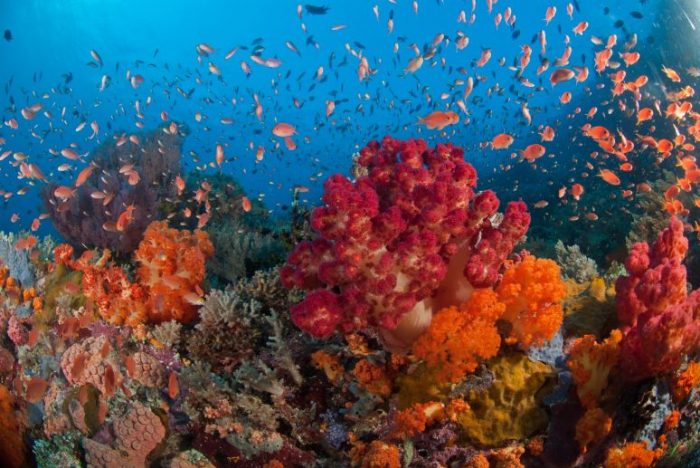 Nick Walton travels to far eastern Indonesia to dive among the islands of remote Raja Ampat aboard the luxurious Alila Purnama. 