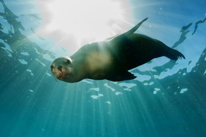 Despite boasting some of the planet’s youngest islands, there is an ancientness about the Galapagos Islands, a remote and fragile chain that’s home to some of the world’s strangest yet most endearing inhabitants. 