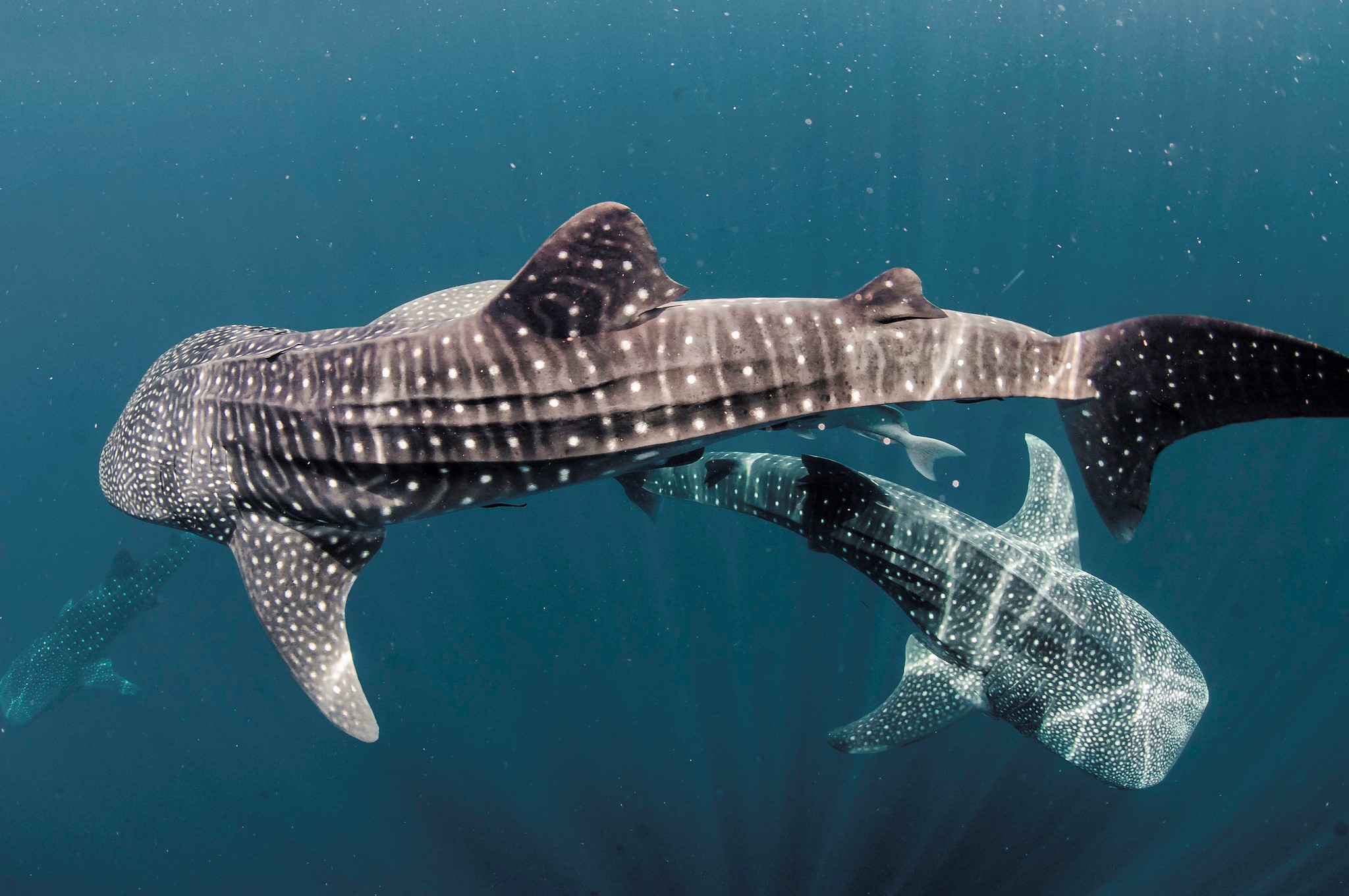 Snorkel vibrant coral reefs and get up close to majestic whale sharks with a new expedition cruise from Discover Qatar. 