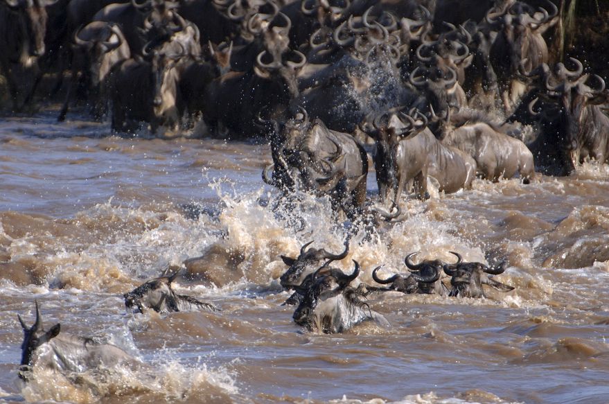 Here is everything you need to know to get the most out of Africa's Great Migration, a natural phenomenon known as the greatest show on earth.