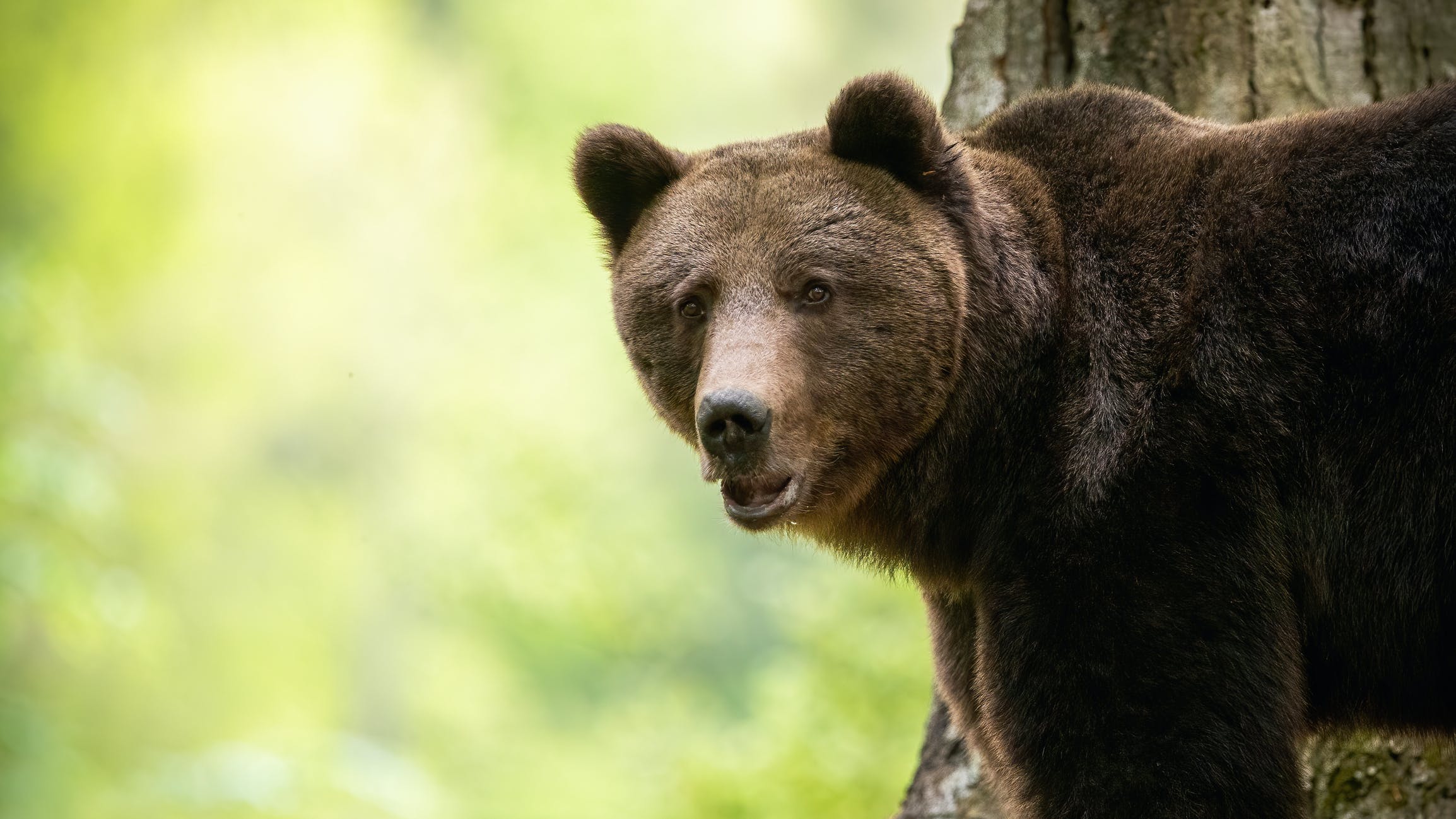 Much Better Adventures has launched a new collection of Rewilding Adventures designed to give budding Attenboroughs the opportunity to encounter rare wildlife in remote corners of Europe whilst supporting critical rewilding projects. 