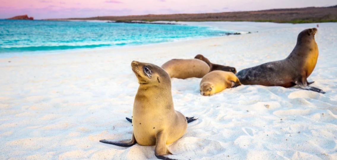 Luxury travel specialists Luxtripper has expanded its destination portfolio to include Latin America, with two new flagship tours for 2022 across Ecuador, Panama, Costa Rica, the Amazon, and the Galapagos islands, that highlight and celebrate their diverse natural wonders.