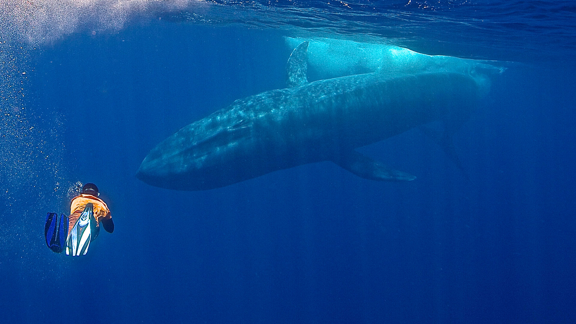 Natural World Safaris offer intrepid travelers a unique opportunity to snorkel with majestic blue whales off the coast of Sri Lanka. 