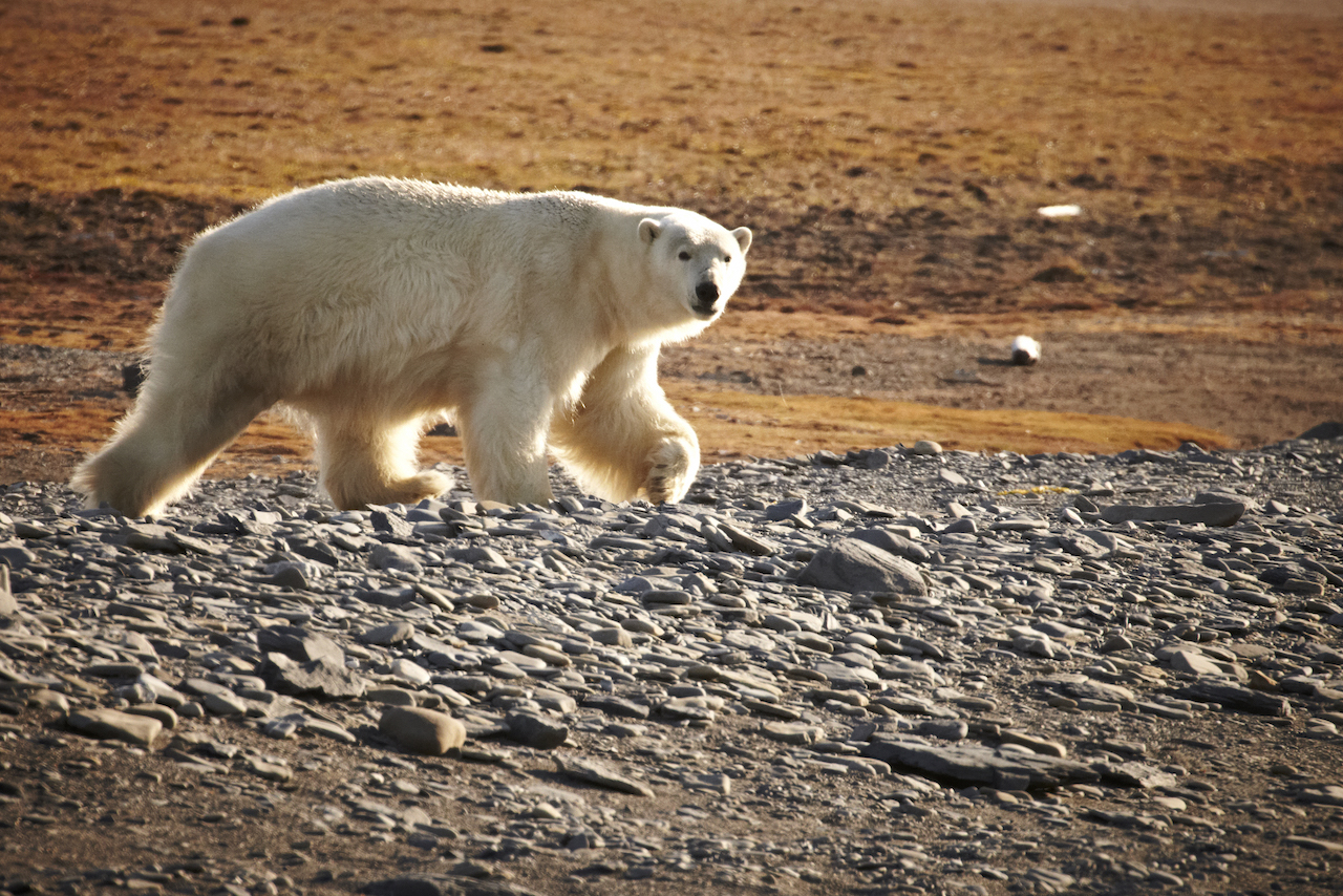 Heritage Expeditions is offering an exclusive 10-day stay on Wrangel Island in the Arctic Circle as part of its 2022 season. 