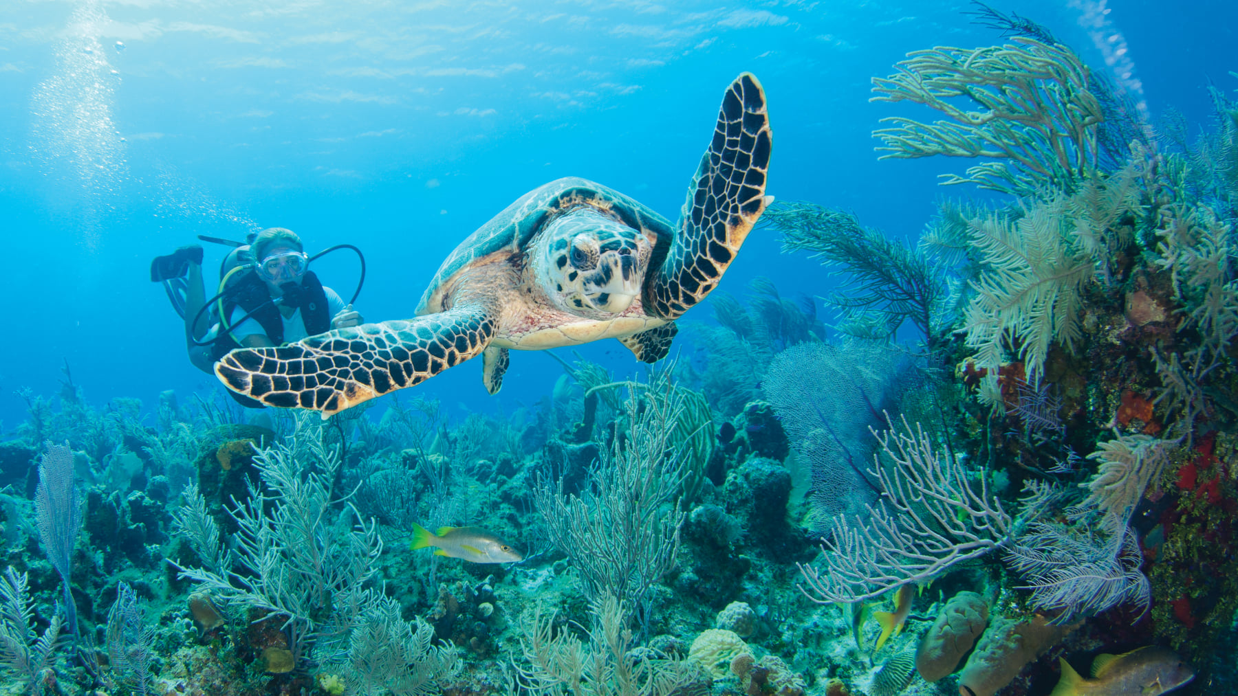 From swimming with wild stingrays to eating your way across the Caribbean’s culinary capital, the Cayman Islands has an experience to thrill everyone.