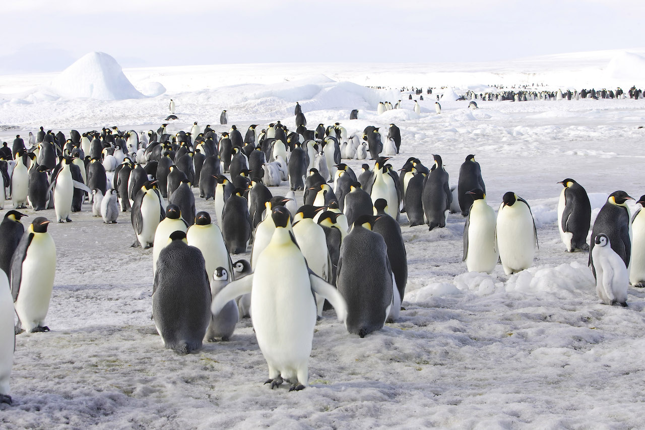 For the first time, Scenic Eclipse will offer a unique helicopter excursion to visit the incredible 5,000 breeding pairs of Emperor penguins of Snow Hill Island.