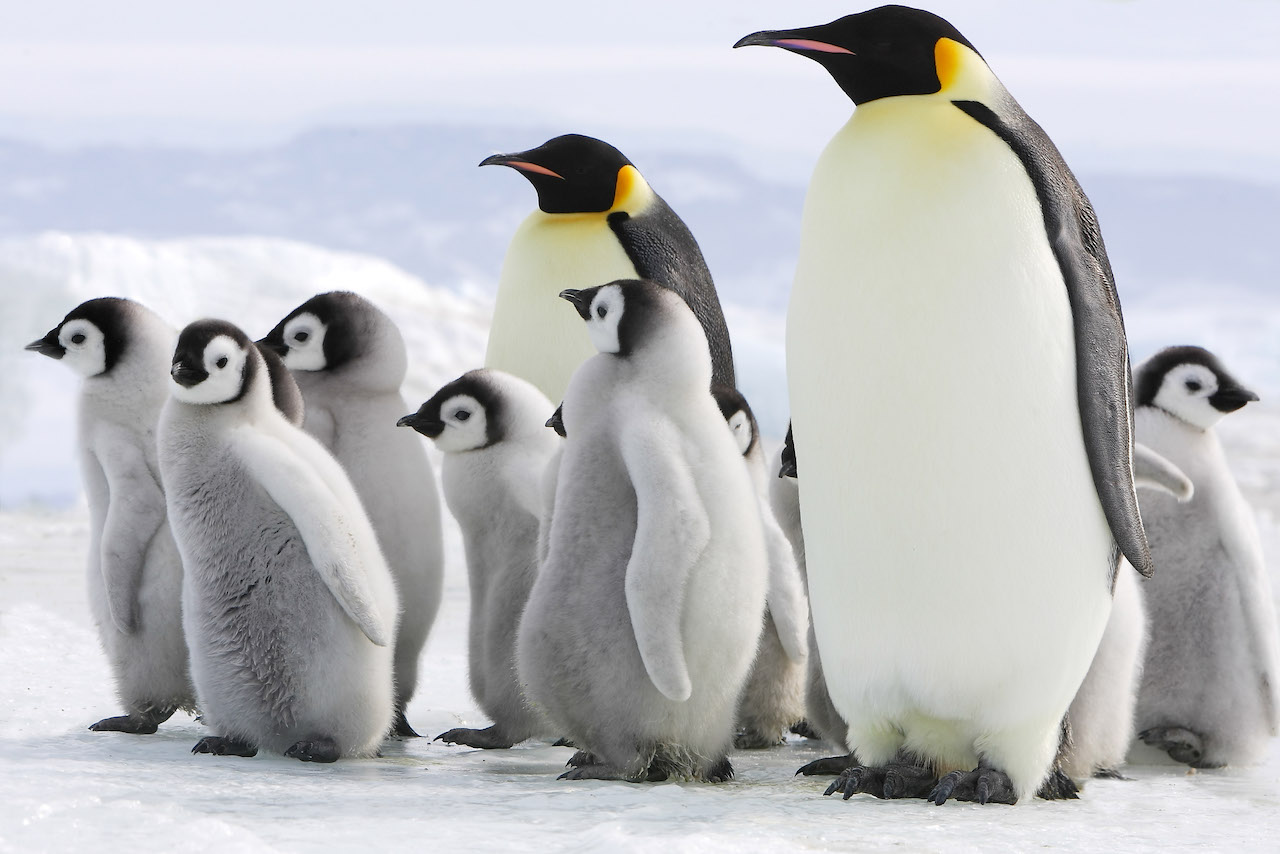 For the first time, Scenic Eclipse will offer a unique helicopter excursion to visit the incredible 5,000 breeding pairs of Emperor penguins of Snow Hill Island.