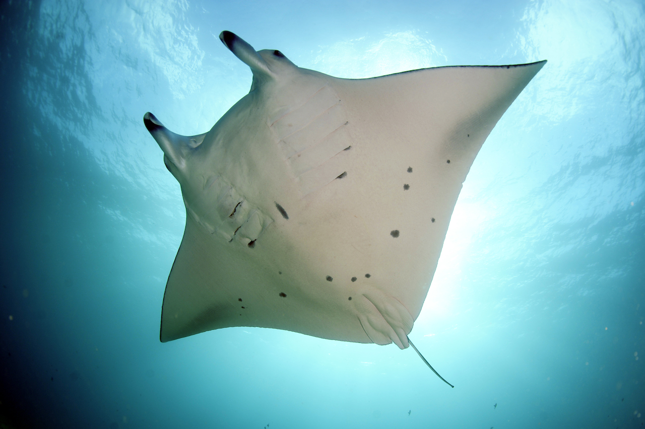 Reaching out to adventure travelers and nature lovers, InterContinental Maldives Maamunagau Resort launches the first Manta Retreat of its kind this October 2022.