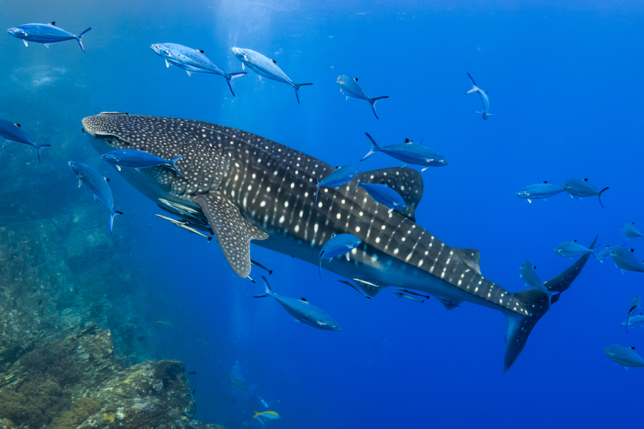 Banana Island Resort Doha by Anantara has partnered with Discover Qatar to provide once-in-a-lifetime excursions to view whale sharks – the gentle giants of the ocean.