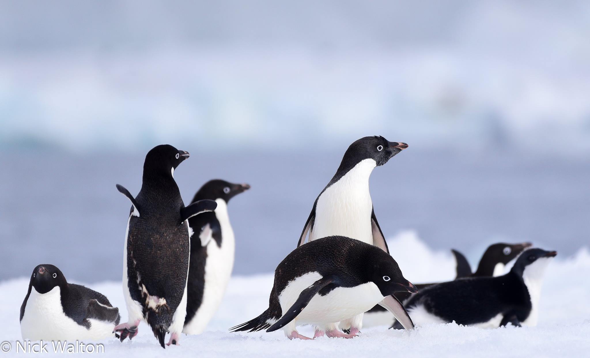 With demand for Antarctic cruises at an all-time high - experts refer to this surge in popularity as 'the Sir David Attenborough effect' - these are the top seven penguin spotting cruise locations. 