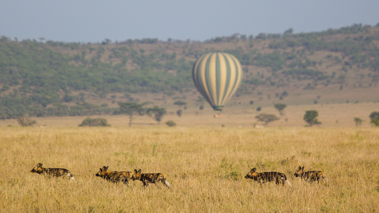Through a collaboration beyween Serengeti Balloon Safaris and Wayo Africa Fly Camps intrepid travelers can now soar across the Serengeti National Park in a hot air balloon.  