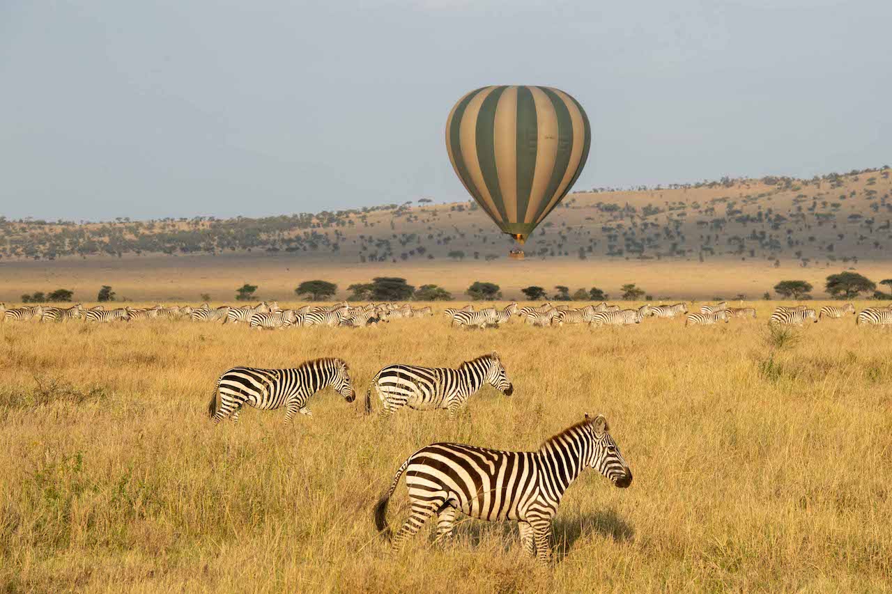 Through a collaboration beyween Serengeti Balloon Safaris and Wayo Africa Fly Camps intrepid travelers can now soar across the Serengeti National Park in a hot air balloon.  