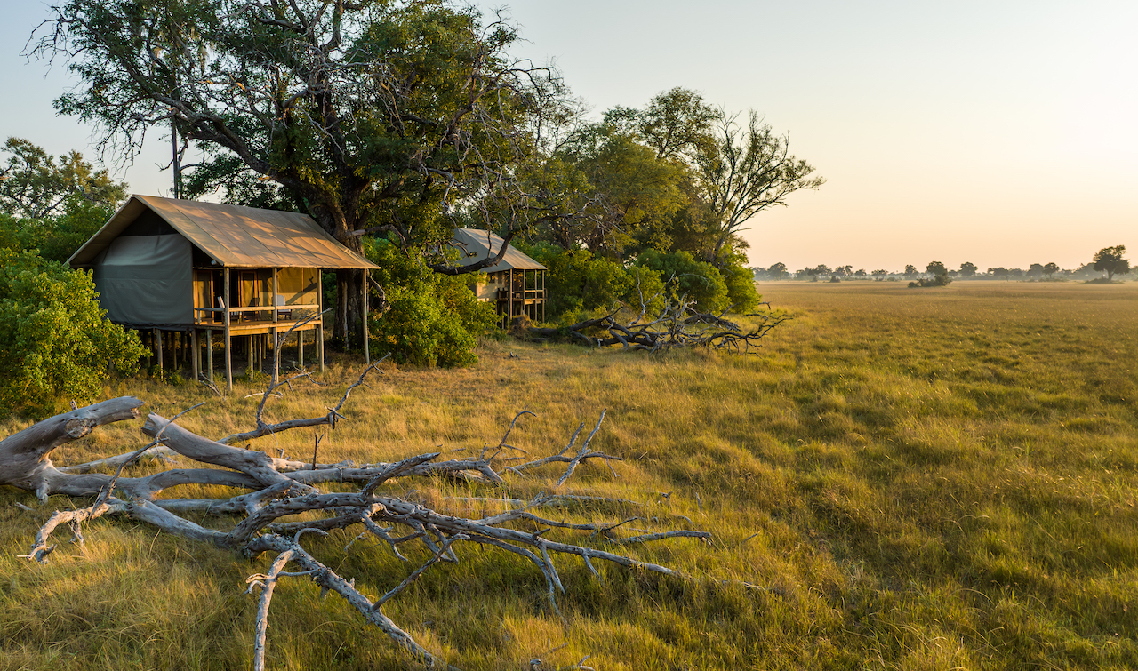 Set amongst a sprinkling of Mokolwane palms, Natural Selection has opened its newest luxury safari camp, Mokolwane, in Botswana.
