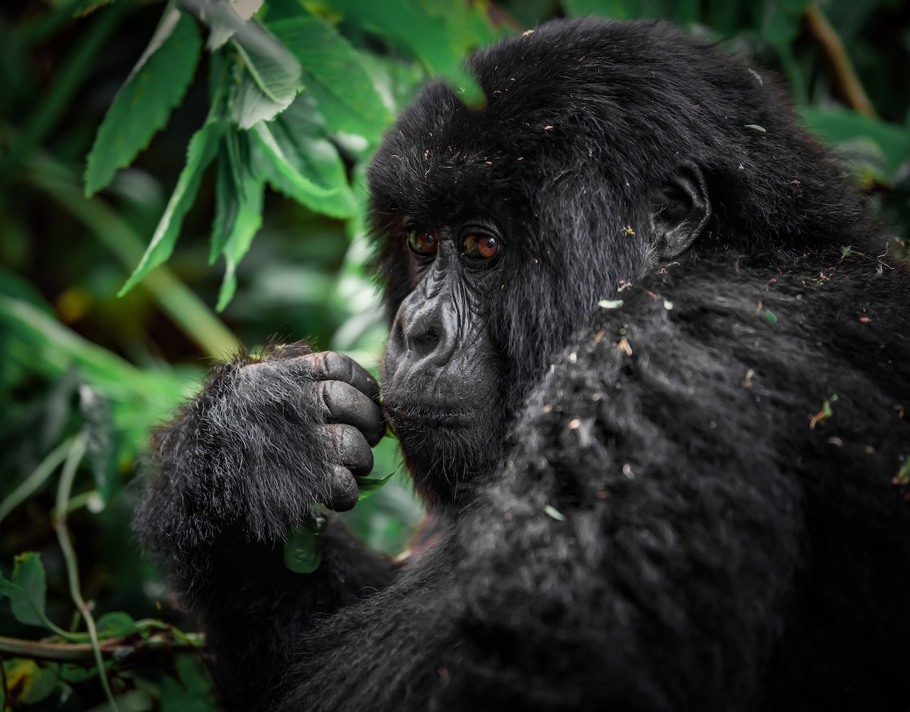 Rwanda is a country well-known for its gorilla trekking tours, but there is more to the country than just mountain gorillas. Here are some of the best non-gorilla activities in the country.