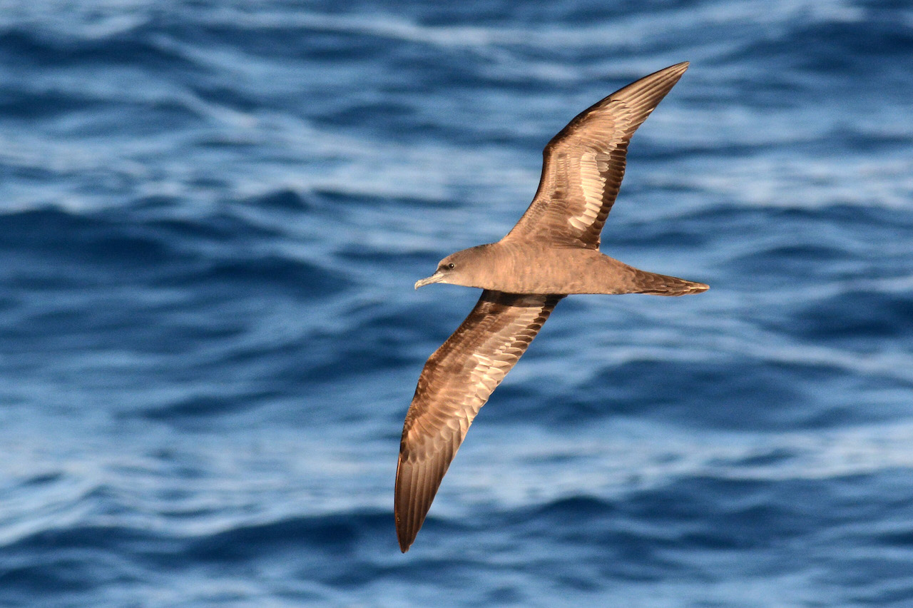 Heritage Expeditions will delve into uncharted Australian waters on its newest birding itinerary set for November 2024.
